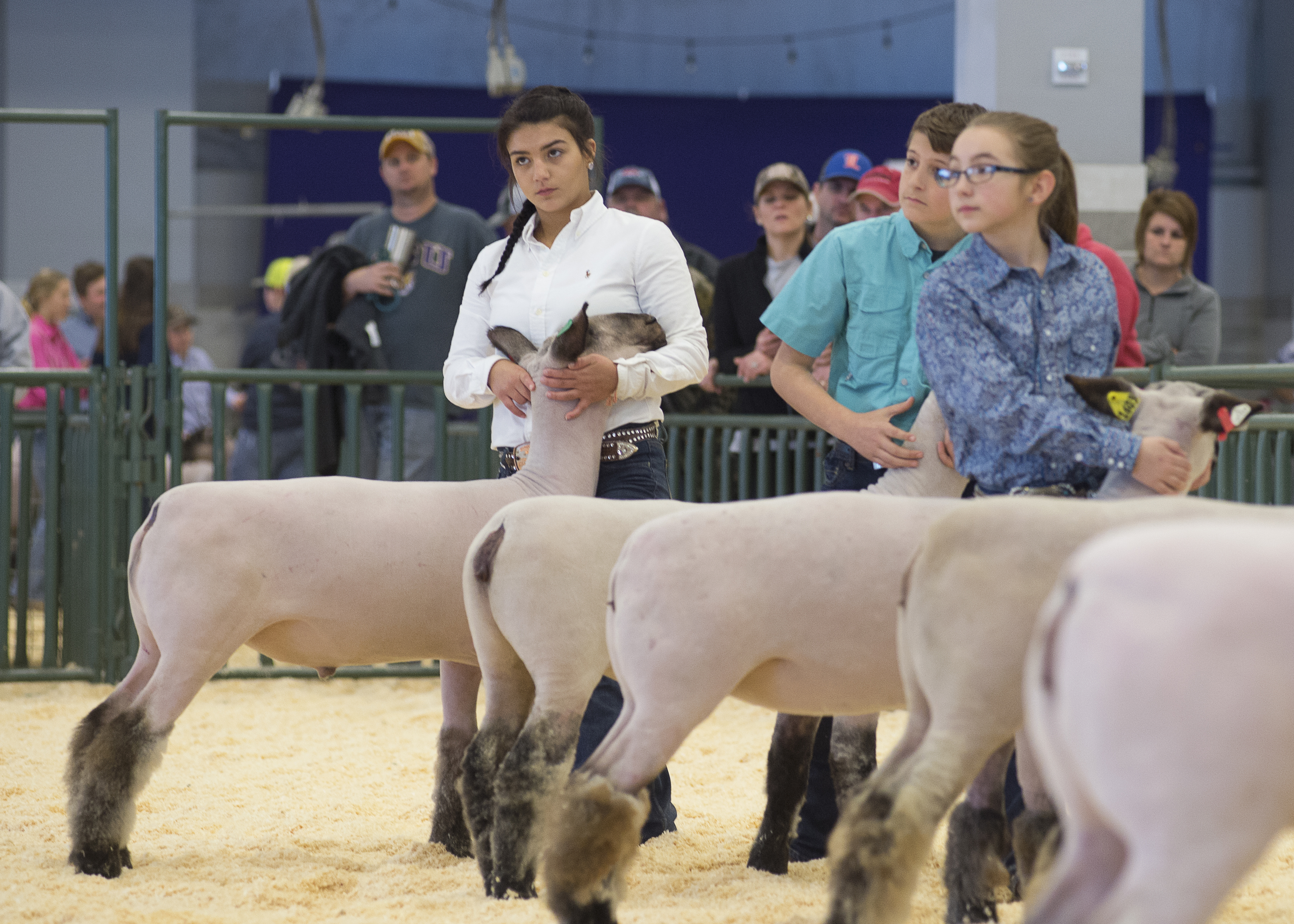 4-H’er celebrates big livestock show win after years of hard work, perseverance 